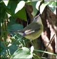 _1SB7380 black-throated blue warbler female